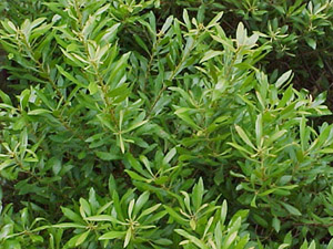 Southern Wax Myrtle foliage